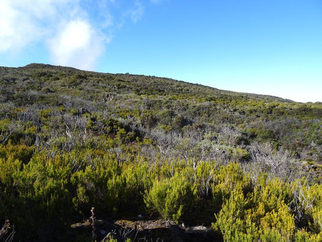 Branles verts et arbustes calcinés constituent l'essentiel de la végétation
