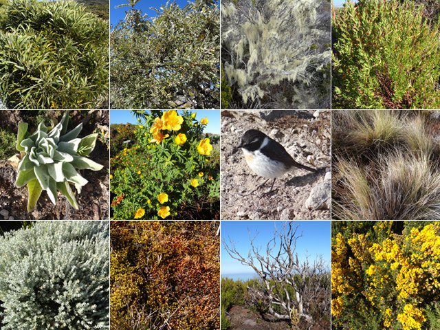 Petite collection des rencontres végétales et animales