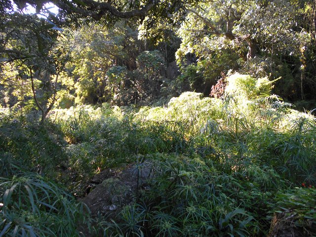 Le fond de la ravine est envahi de papyrus