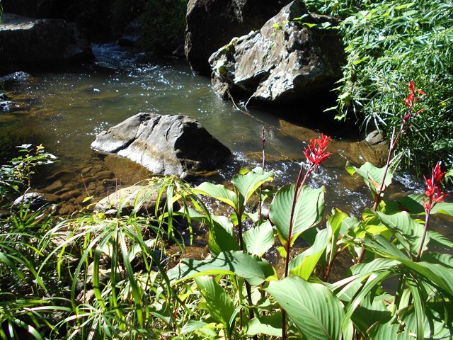 Papyrus et canas en bordure de rivière