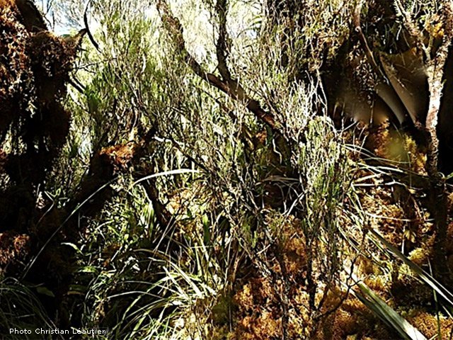 Plus haut, la mousse envahit le sentier