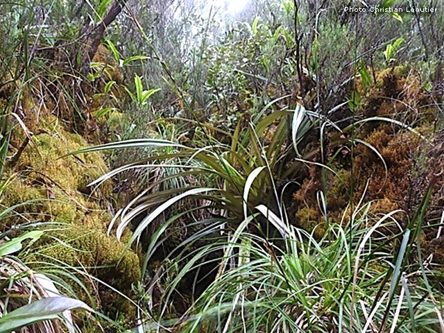 Le sentier, étroit, se distingue tout de même