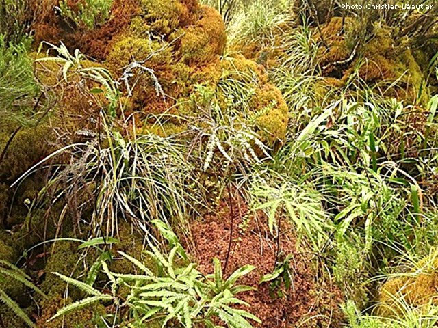 Eviter de marcher sur les sphaignes et belles mousses