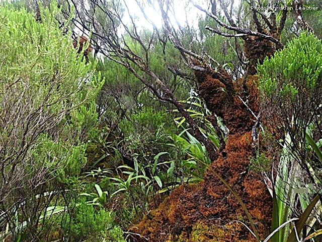 Même les branles sont entourés de mousse