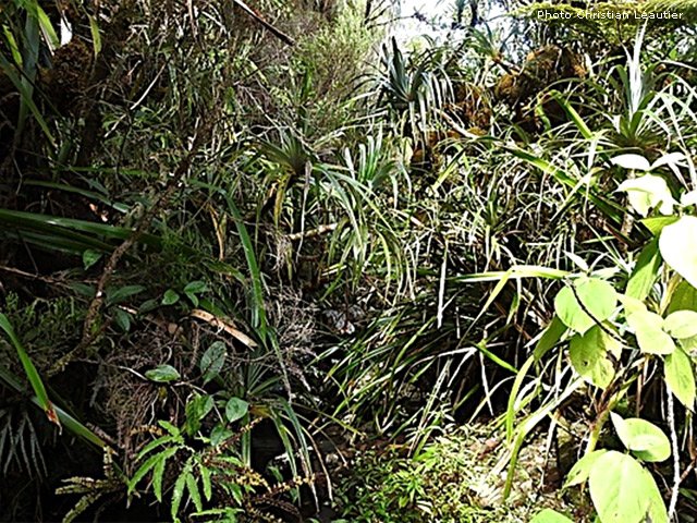 Sur le plateau, boue et longs sabres cachent en partie le sentier