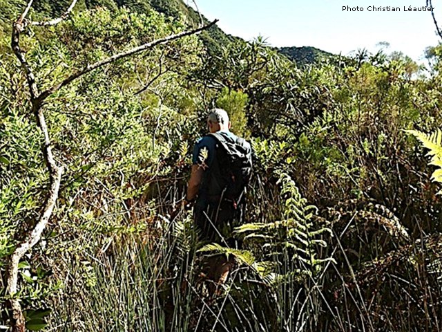 Les joncs sont de plus en plus nombreux : on approche de la fin
