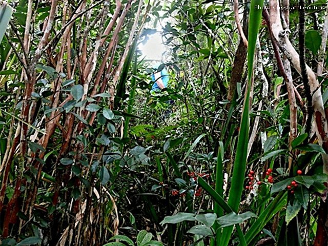 Les goyaviers envahissent dès le départ