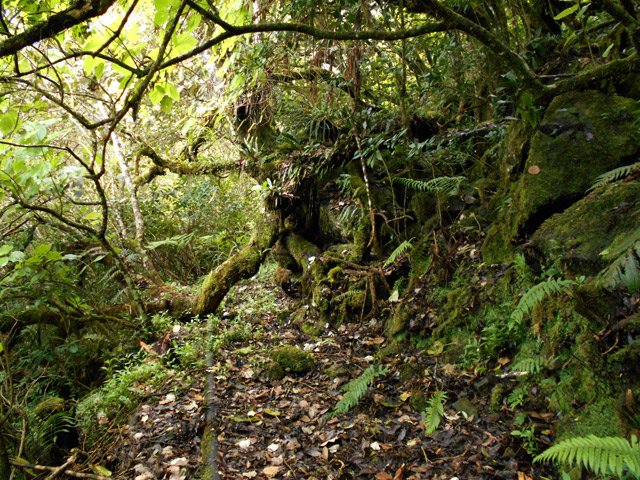 La paysage change du tout au tout en pénétrant dans la forêt primaire