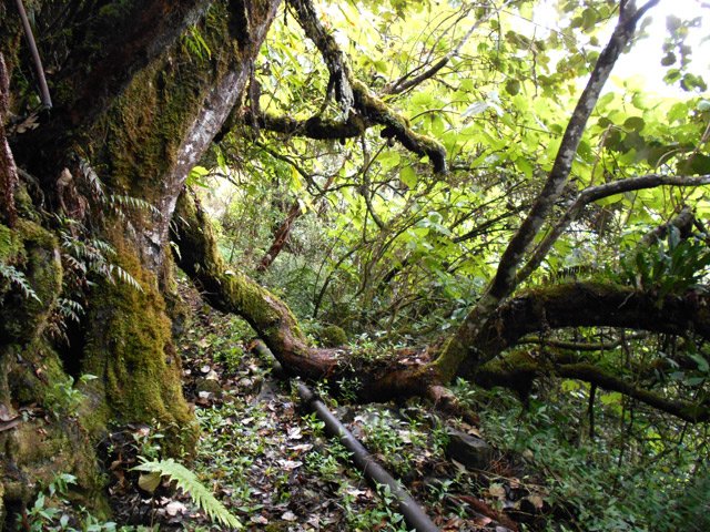 Certains bois de remparts ou tan rouges sont de vénérables vieillards