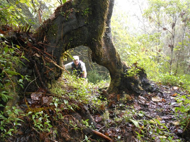Encore un arbre caractéristique