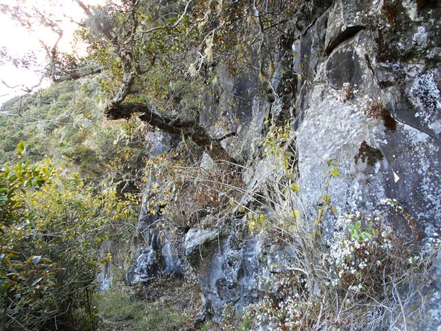 Un arbre a réussi à pousser dans cette falaise constituée de roches basaltiques