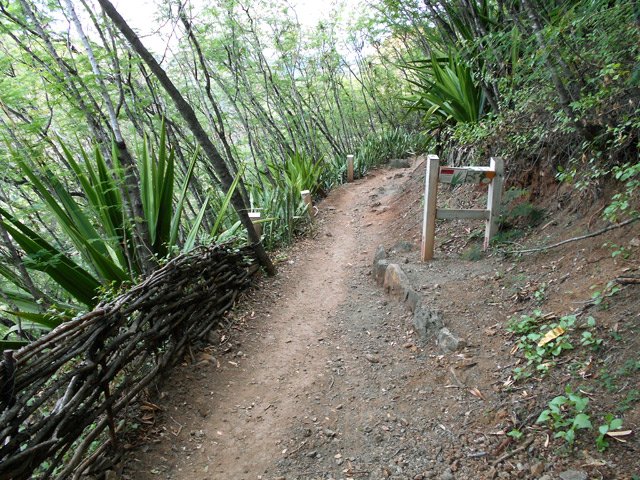 Sentier bordé de fascines de bois de goyavier