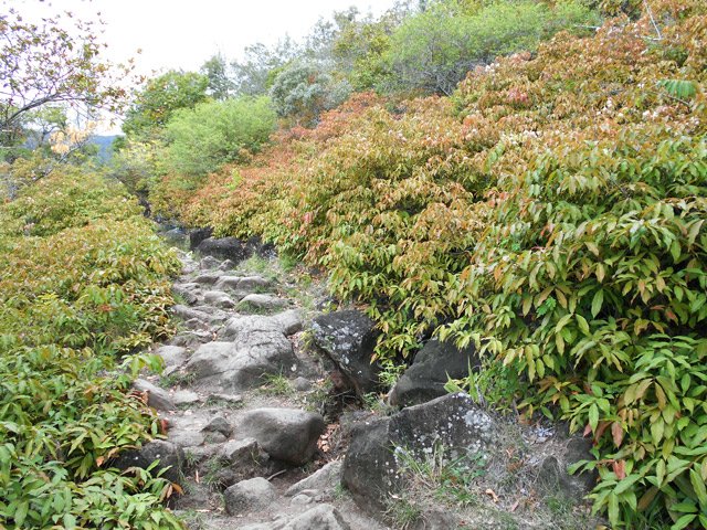Une partie rocheuse est entièrement recouverte de liane papillon