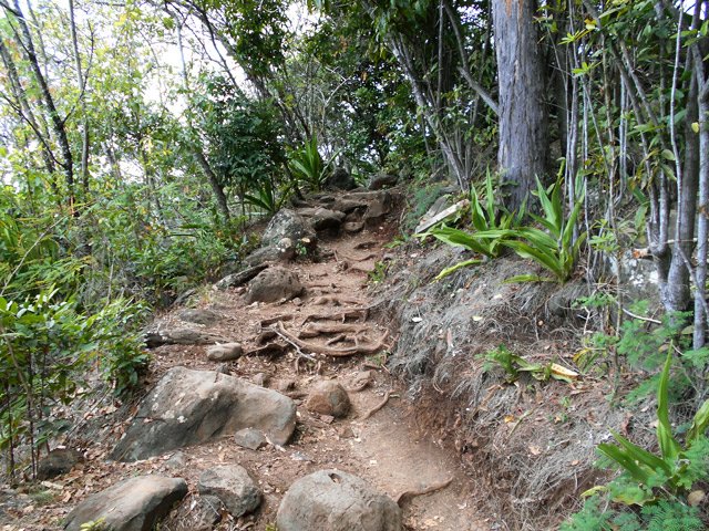 Les racines viennent se rajouter aux cailloux