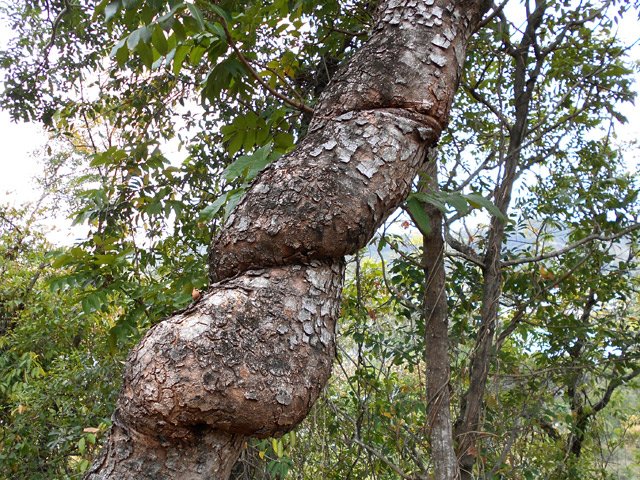 Une idée de l'étranglement que peut occasionner une petite liane