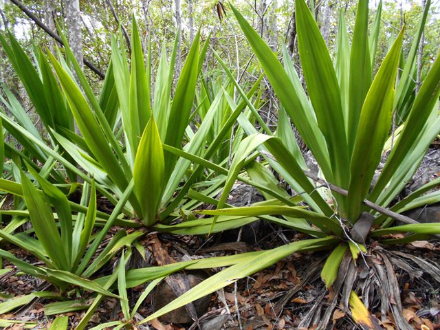 Que seront les sentiers botaniques dans 20 ans quand il n'y aura plus que des envahissantes