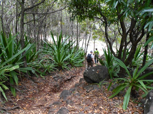 Le sentier coupe des virages de la piste