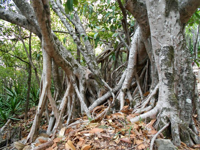 Gros ficus aux multiples troncs