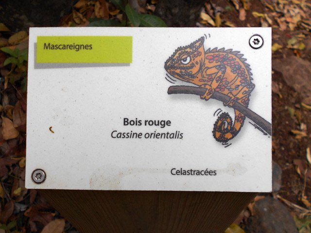 Un caméléon remplace l'image de la plante, pas toujours facile à trouver