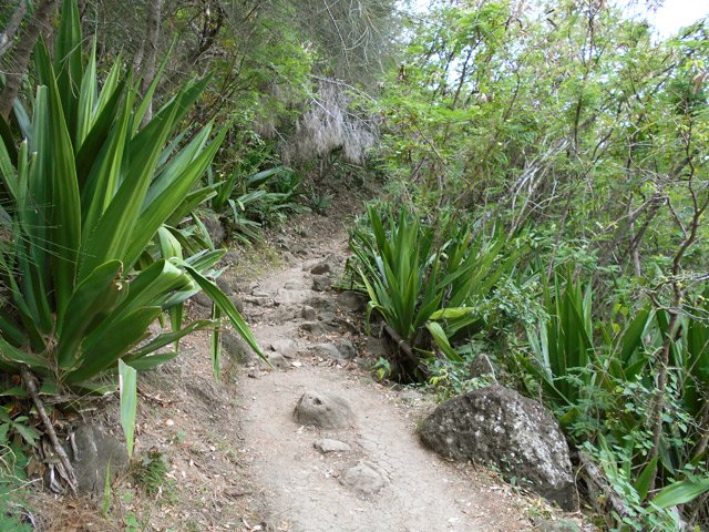 Pas facile de créer un sentier botanique lorsqu'il y a peu d'espèces variées