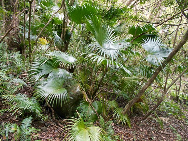 Partout dans le sous-bois poussent ces élégants palmiers