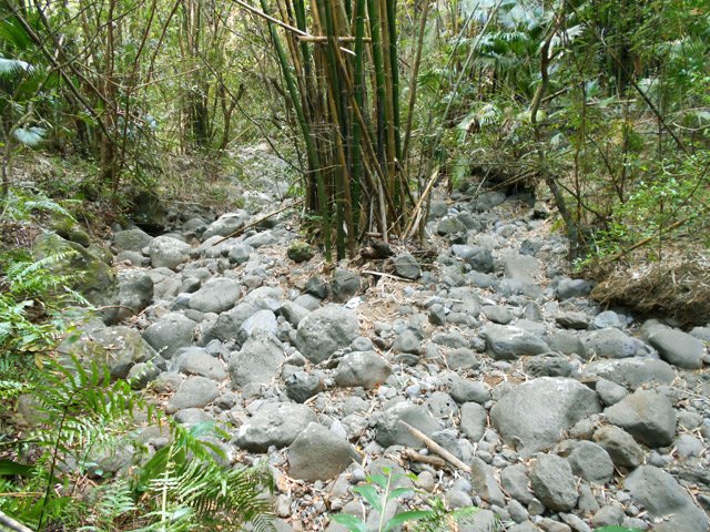 Les bambous ont même colonisé le fond rocheux de la ravine