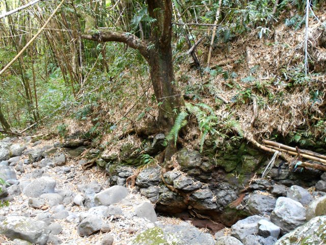Quelques manguiers occupent le terrain non envahi par les bambous