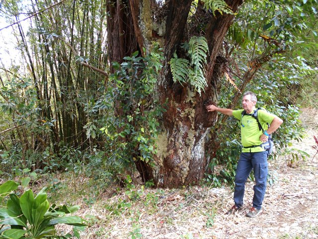Un eucalyptus, également impressionnant par son tour de taille