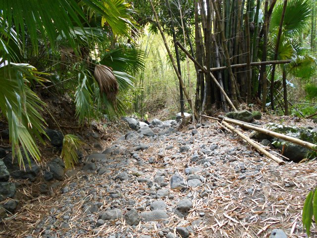 Entre palmiers et bambous dans le fond de la ravine