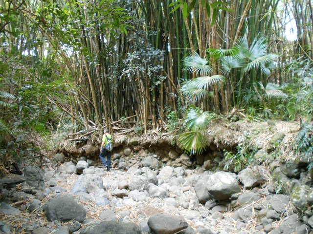 Et toujours des palmiers et bambous