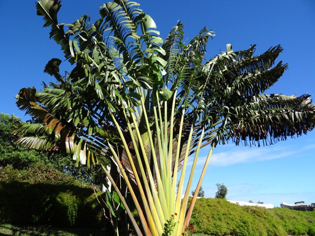 Petit coup d’œil à l'arbre du voyageur avant d'entreprendre le sentier