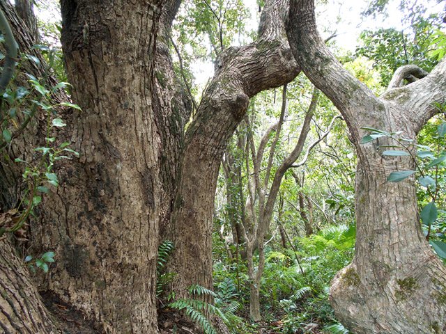 Le sentier débute entre les branches d'un très gros camphrier