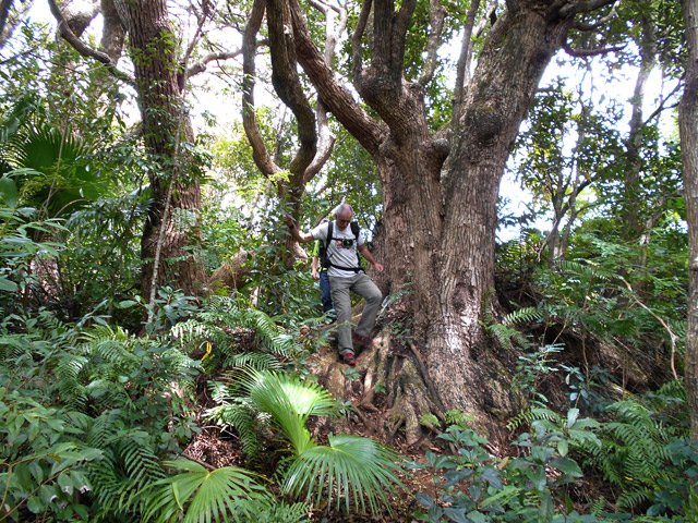 L'arbre est très respectable et a du procurer de l'ombre aux jésuites