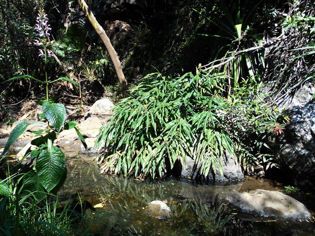 Grandes et belles fleurs bleues le long du cours d'eau