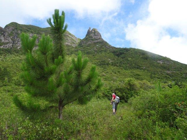 Après la piste, sentier agréable sous quelques pins