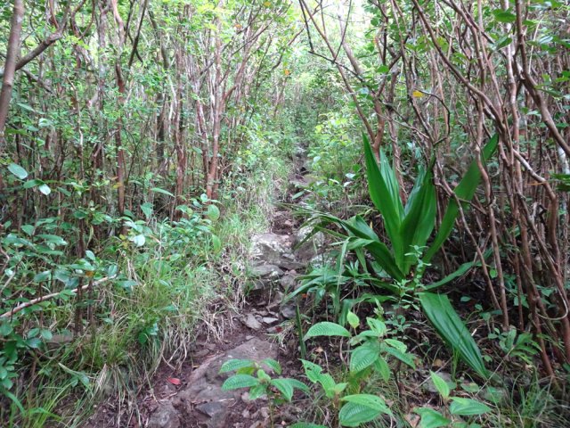 Le sentier débute sa montée dans les goyaviers