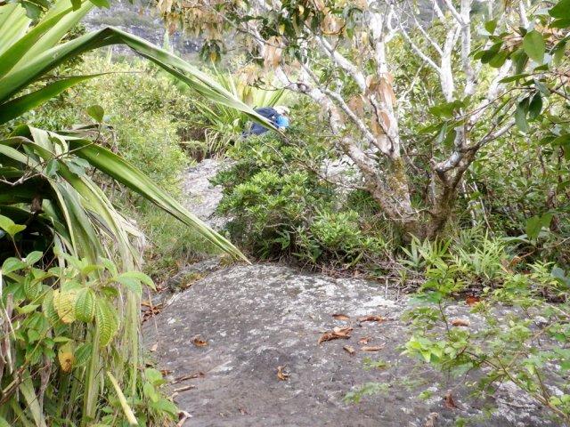 On rencontre quelques zones dénudées sur de grosses roches