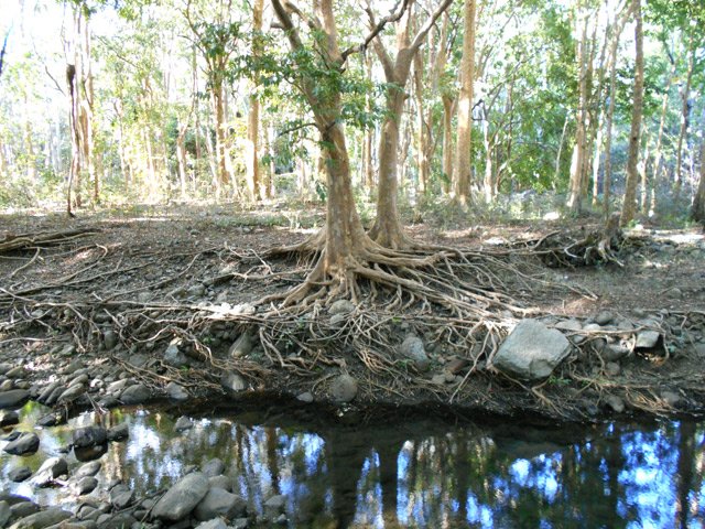 L'eau en crue a créé de belles sculptures de racines