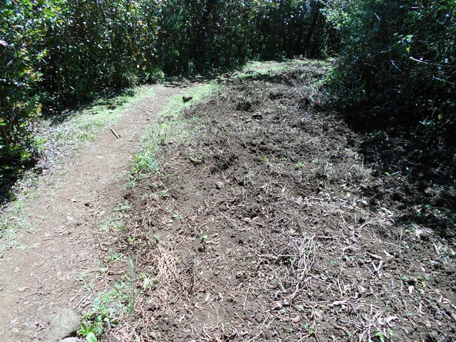 Les cochons sauvages, qu'on entend parfois grogner, défoncent sentiers et sous-bois