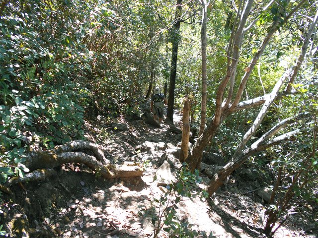 Enfin une partie plate de cette descente très raide et technique sur racines et cailloux