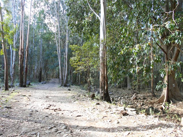 Départ à plat sous les eucalyptus