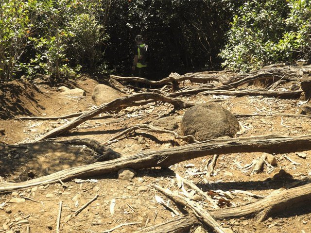 Ces racines d'eucalyptus annoncent les derniers croisements avant l'arrivée au centre