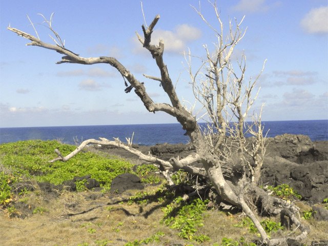 Le vent et le sel auront eu raison de ce filao