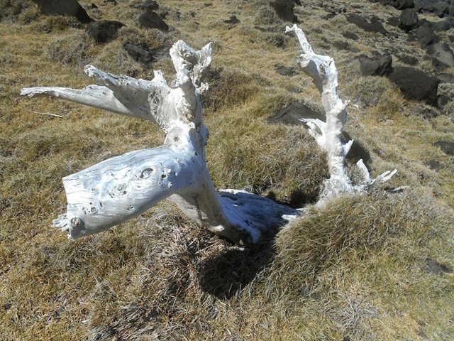 Une autre nature morte dans les herbes