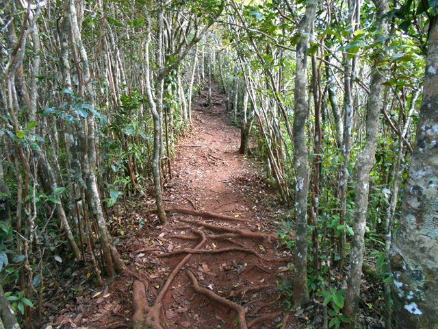 Le sentier se rétrécit un peu mais reste agréable