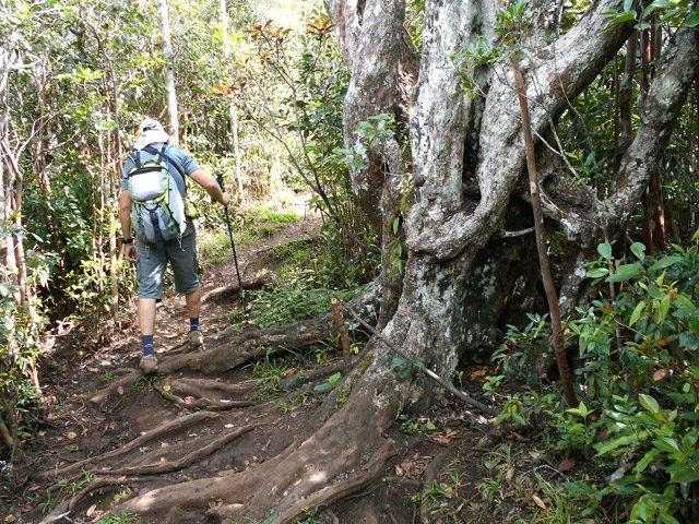 Quelques beaux spécimens de bois de couleurs résistent à l'invasion