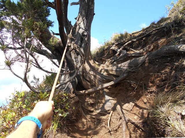 Très forte pente au niveau du cyprès cassé par la tempête