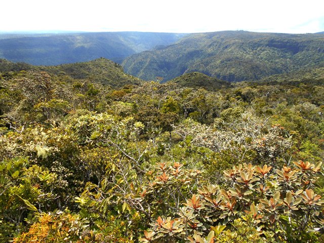 Très belle forêt de bois de couleurs où vivent les singes