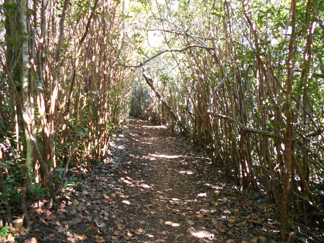 Il débute à plat dans les goyaviers