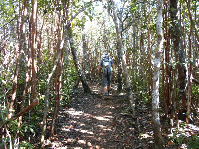 Quelques bois de couleurs subsistent
